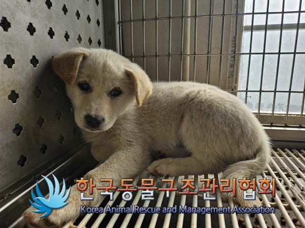 한국동물구조관리협회_441404202400577