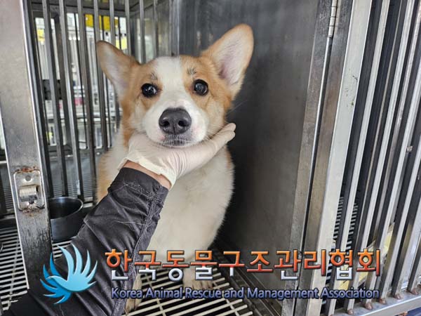 한국동물구조관리협회_441406202401922