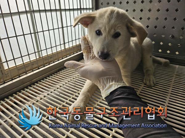 한국동물구조관리협회_441404202400579