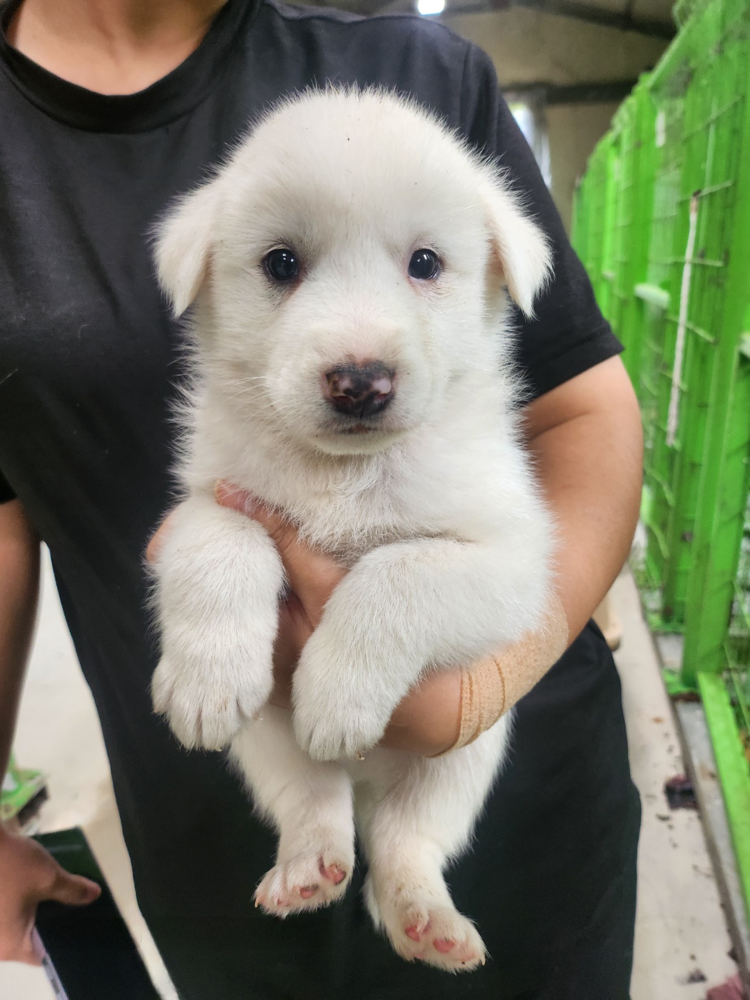 울산유기동물보호센터_431373202401661