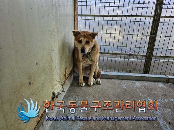 한국동물구조관리협회_441406202401923