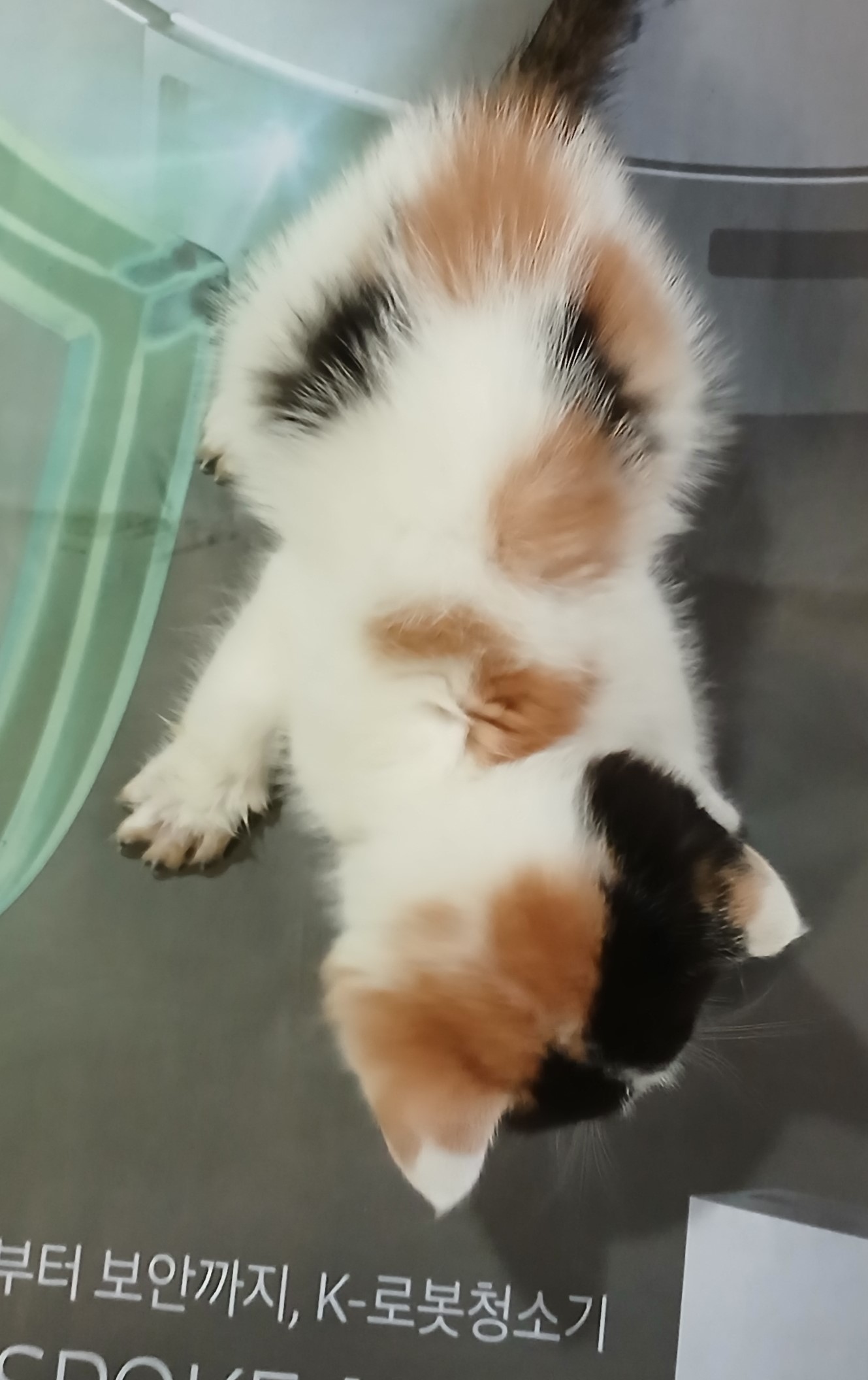 대구유기동물보호협회_427345202400678