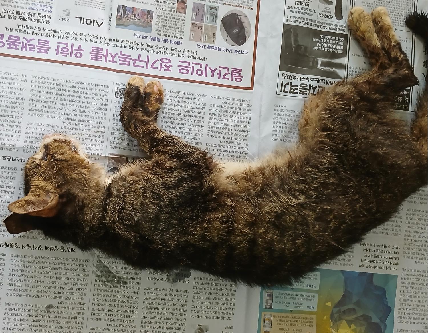 대구유기동물보호협회_427345202400677