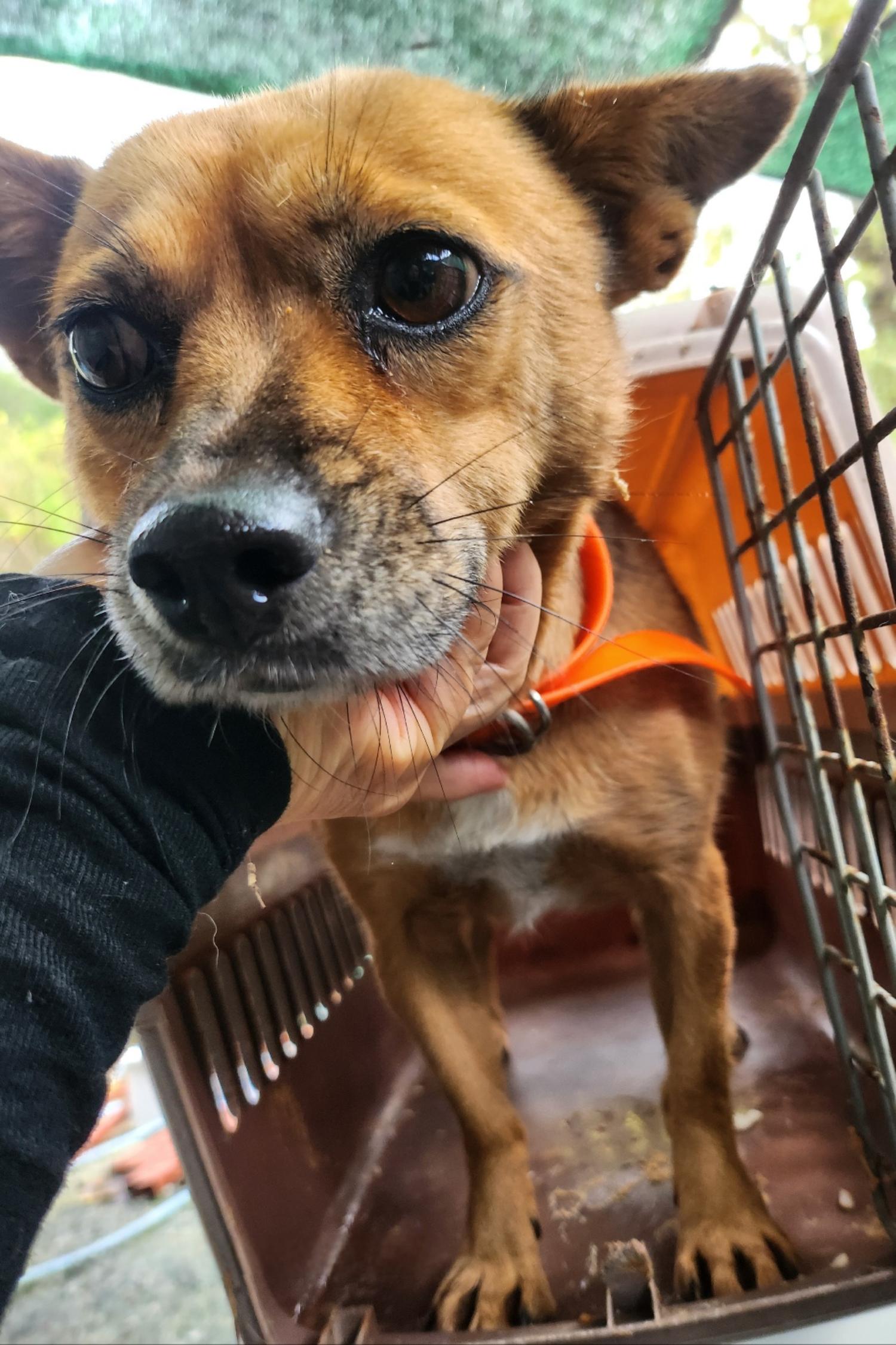 울산유기동물보호센터_431373202401720