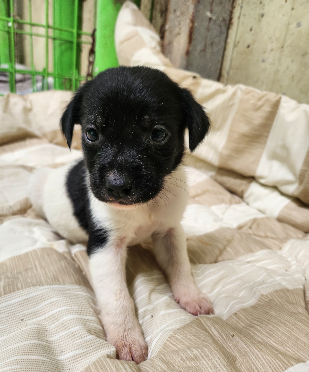 울산유기동물보호센터_431373202401726