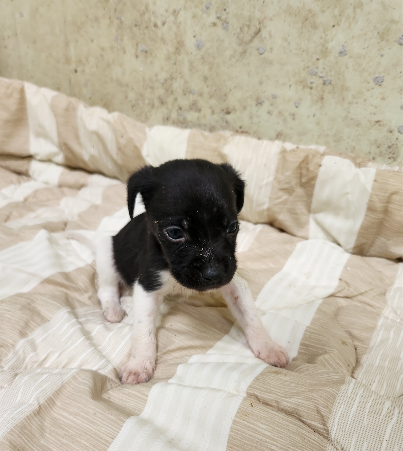 울산유기동물보호센터_431373202401725