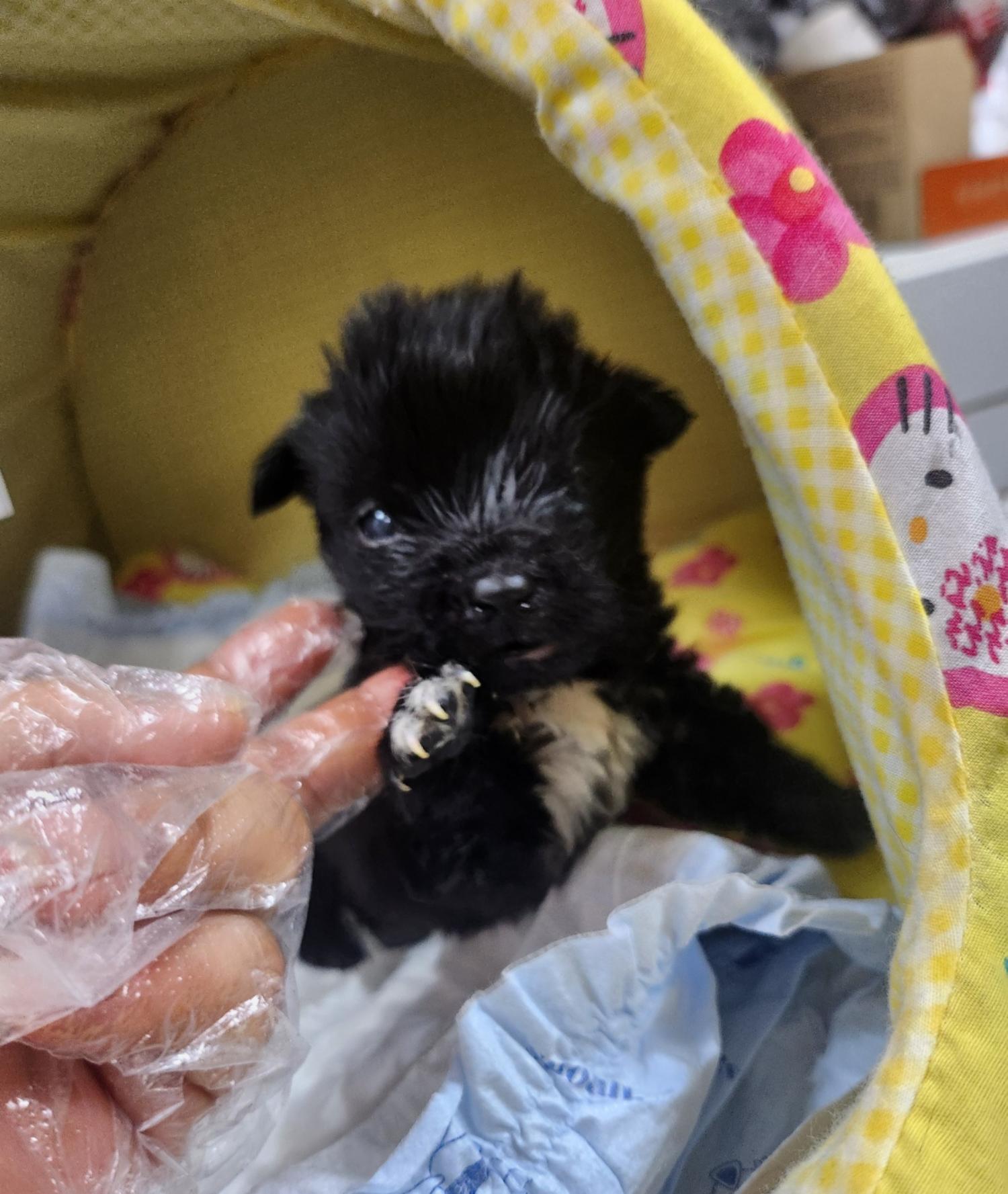 울산유기동물보호센터_431369202400665