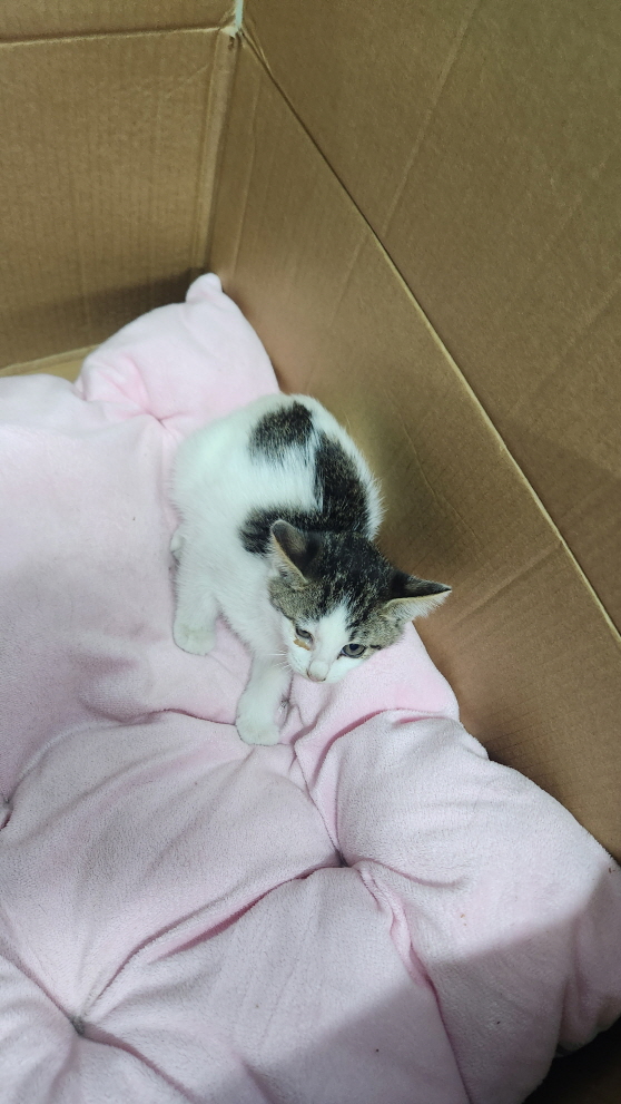 익산유기동물보호소_445468202402930
