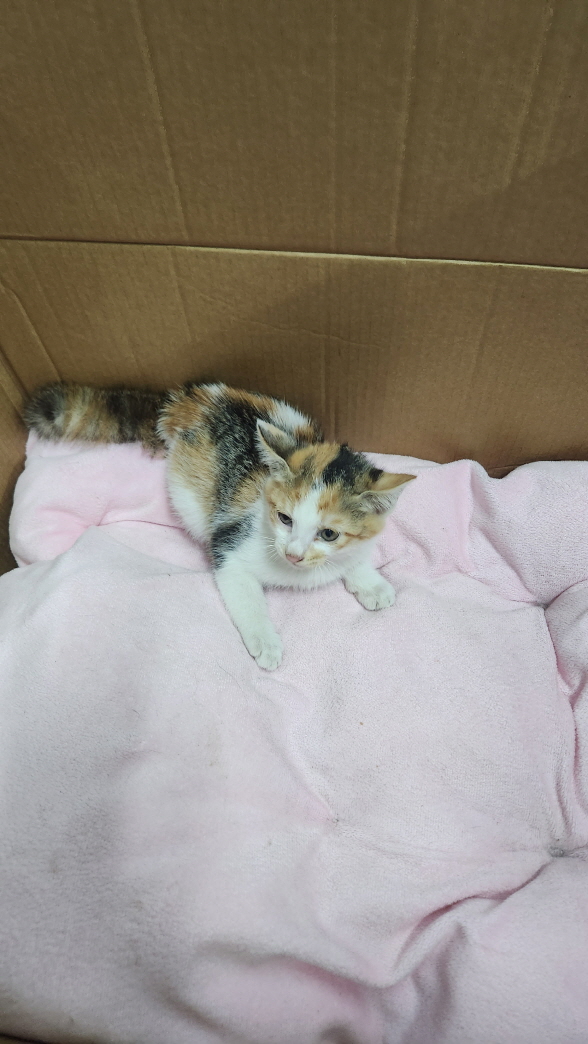 익산유기동물보호소_445468202402932