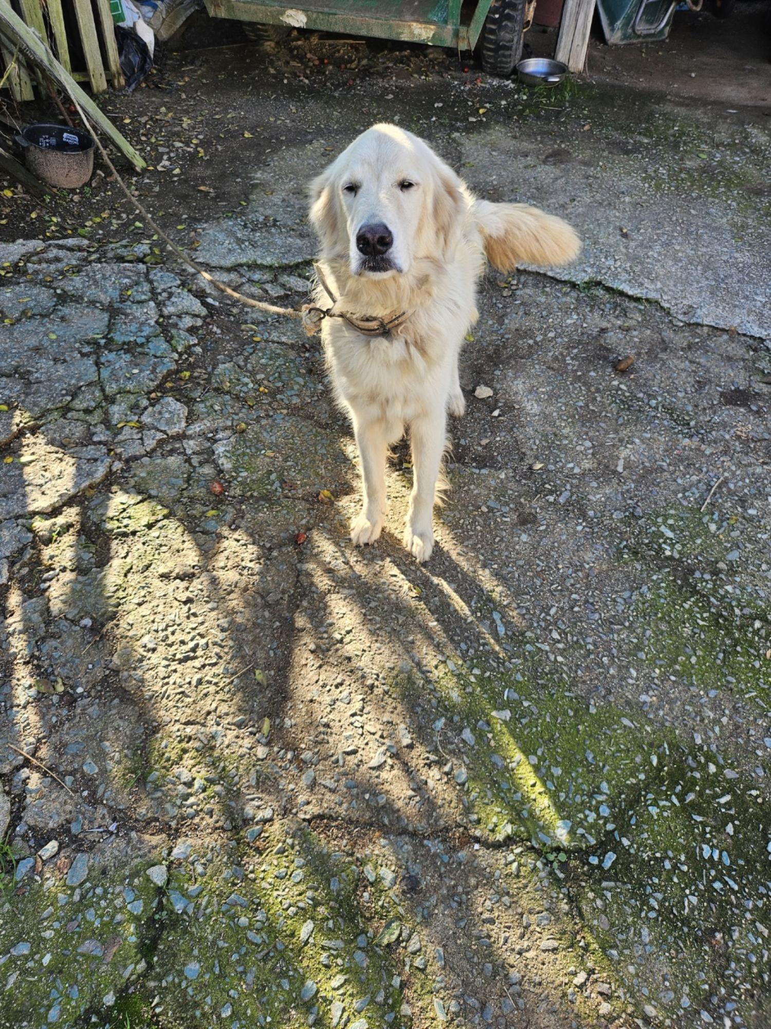 영광동물보호센터_446497202400495
