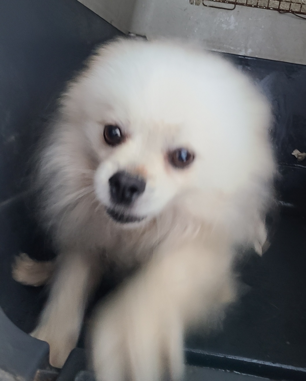 푸른곡성21동물보호소_446486202400353