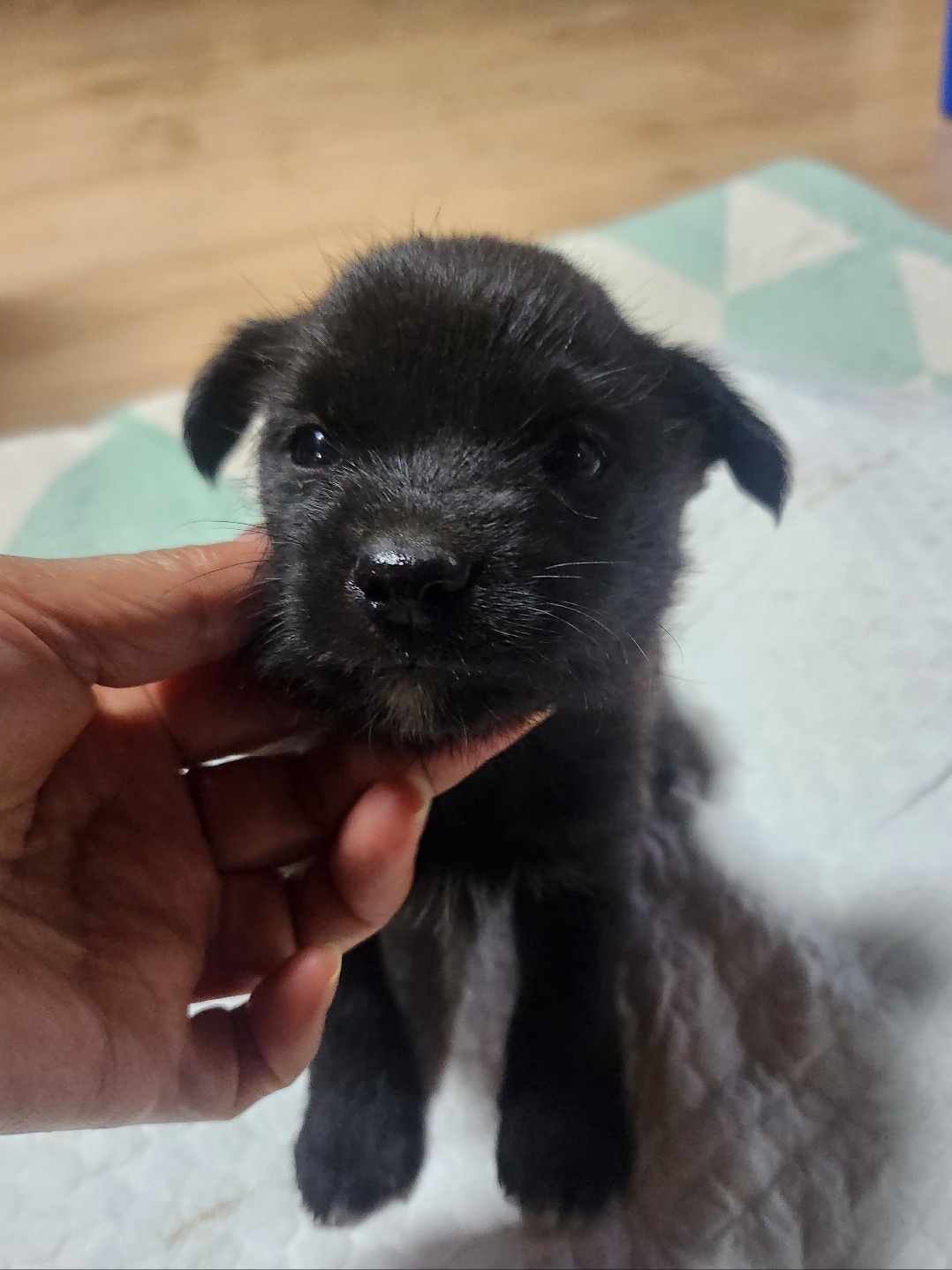 울산유기동물보호센터_431373202401711