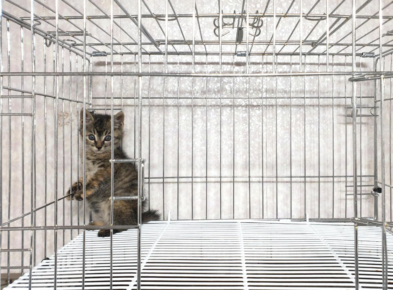 [고양이] 한국 고양이 경기-이천-2024-00632 유기동물 배경 이미지 입니다.