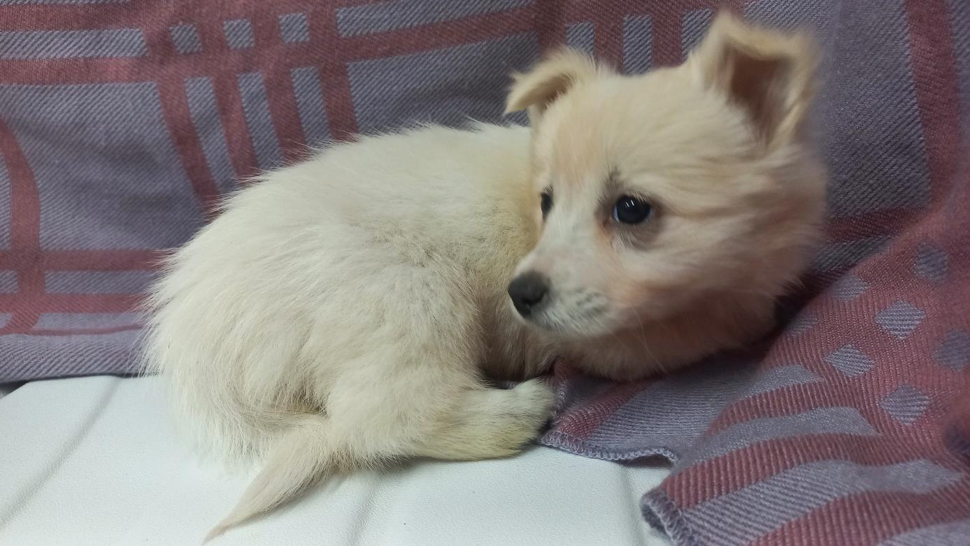 남부여동물보호소_444457202400665