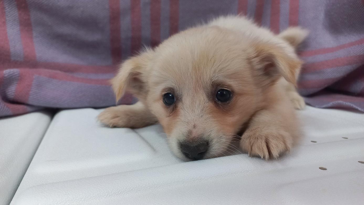 남부여동물보호소_444457202400663