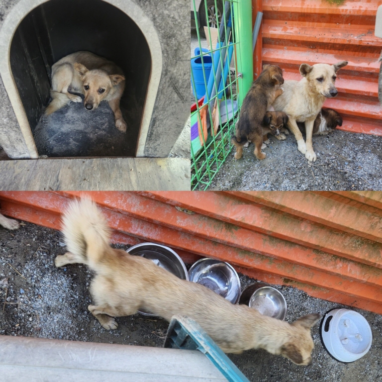 당진시동물보호소_444568202401188