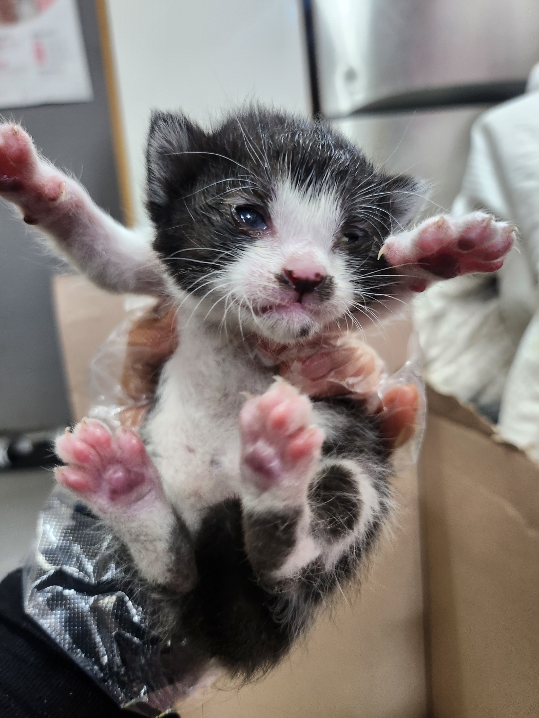 울산유기동물보호센터_431372202400628