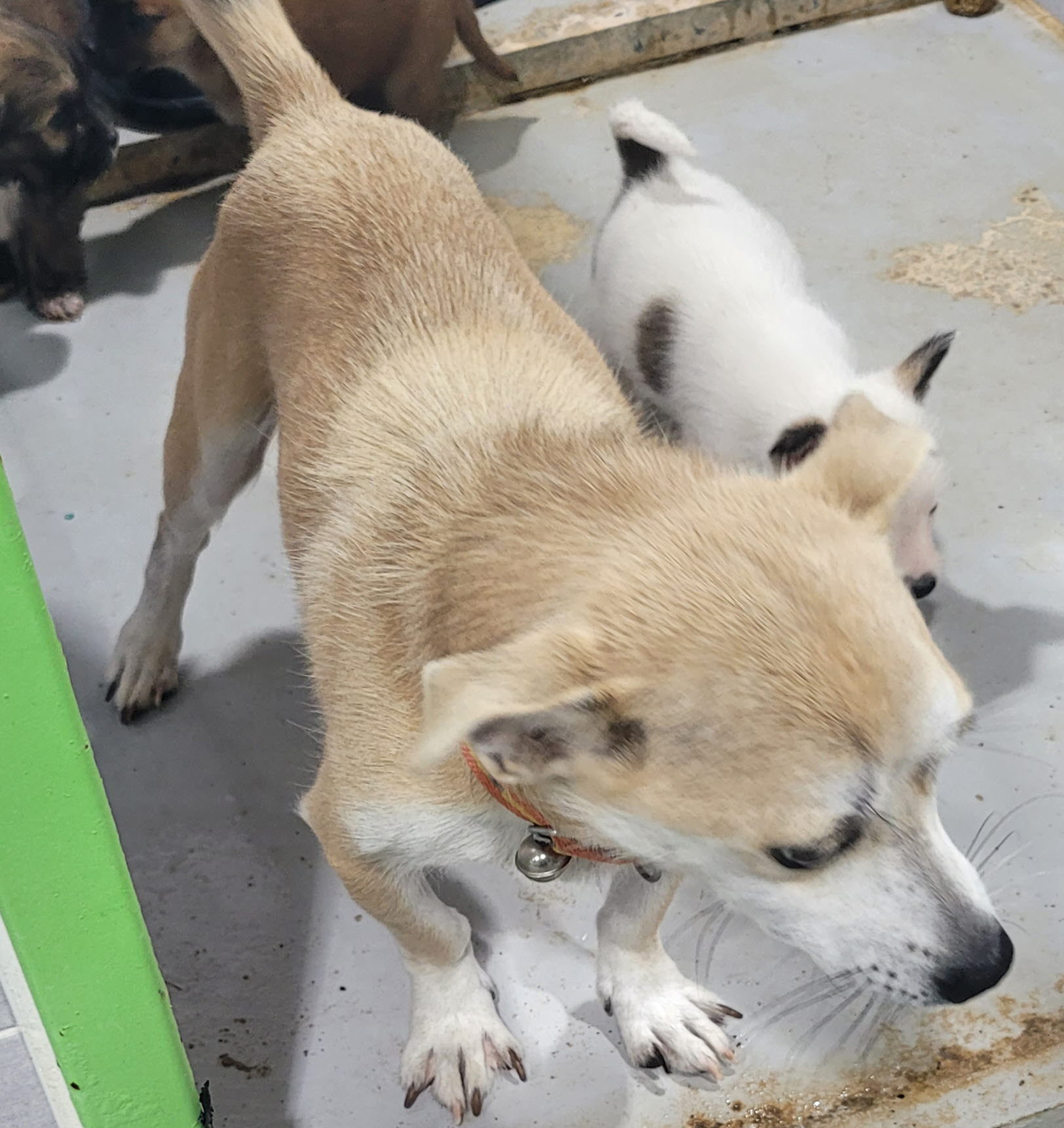 울진군동물보호센터_447525202400483