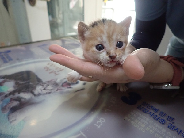 화원연합동물병원_427348202401207