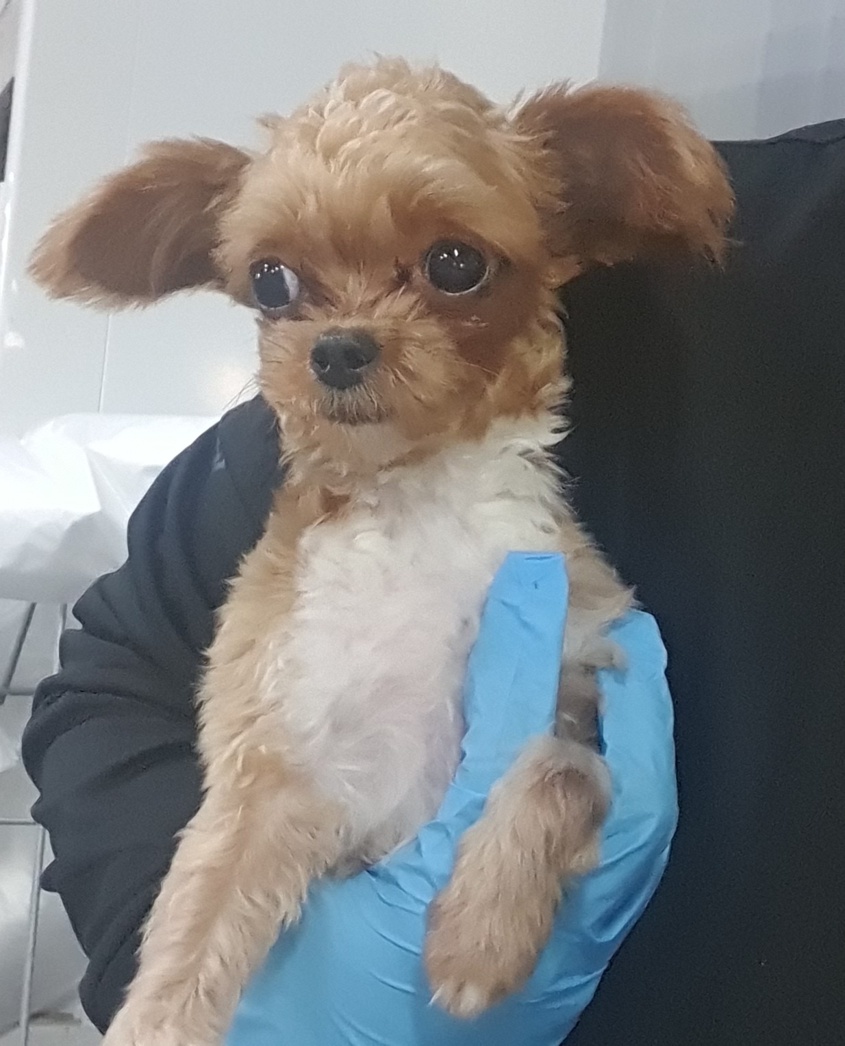 인천광역시수의사회_428351202400772