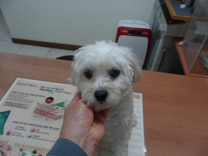 강현림동물병원_411320202400653
