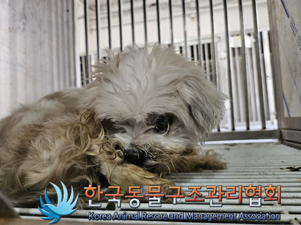 한국동물구조관리협회_411323202401071
