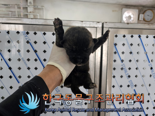 한국동물구조관리협회_441560202401341