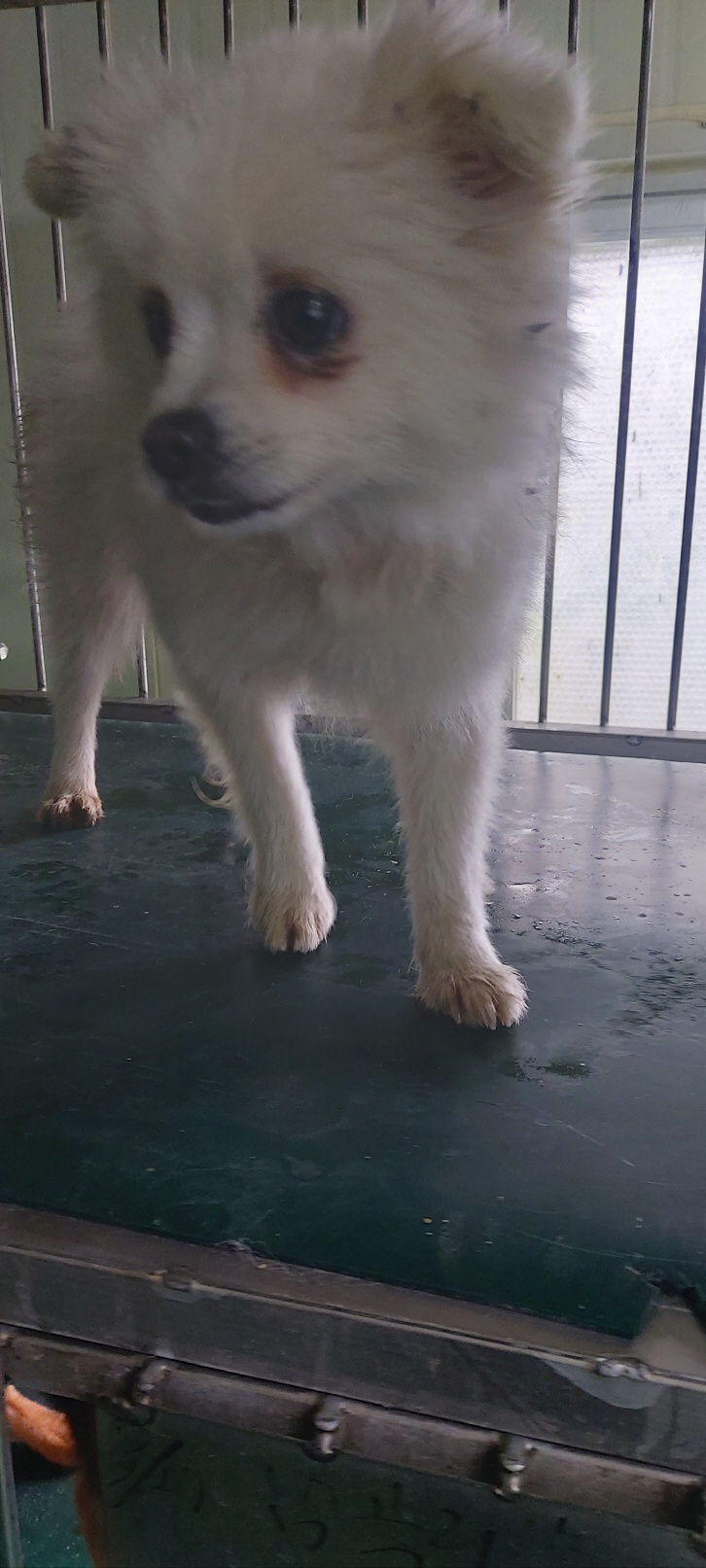 보령시유기동물보호소_444451202401223