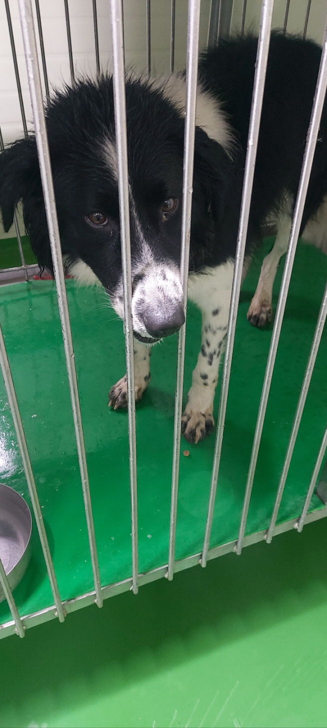 보령시유기동물보호소_444451202401222