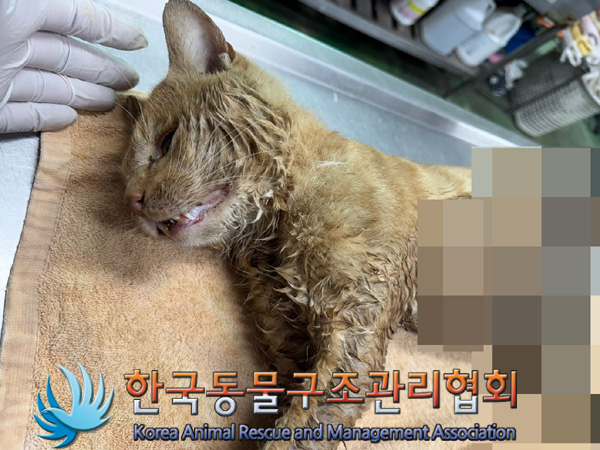 한국동물구조관리협회_441392202400274