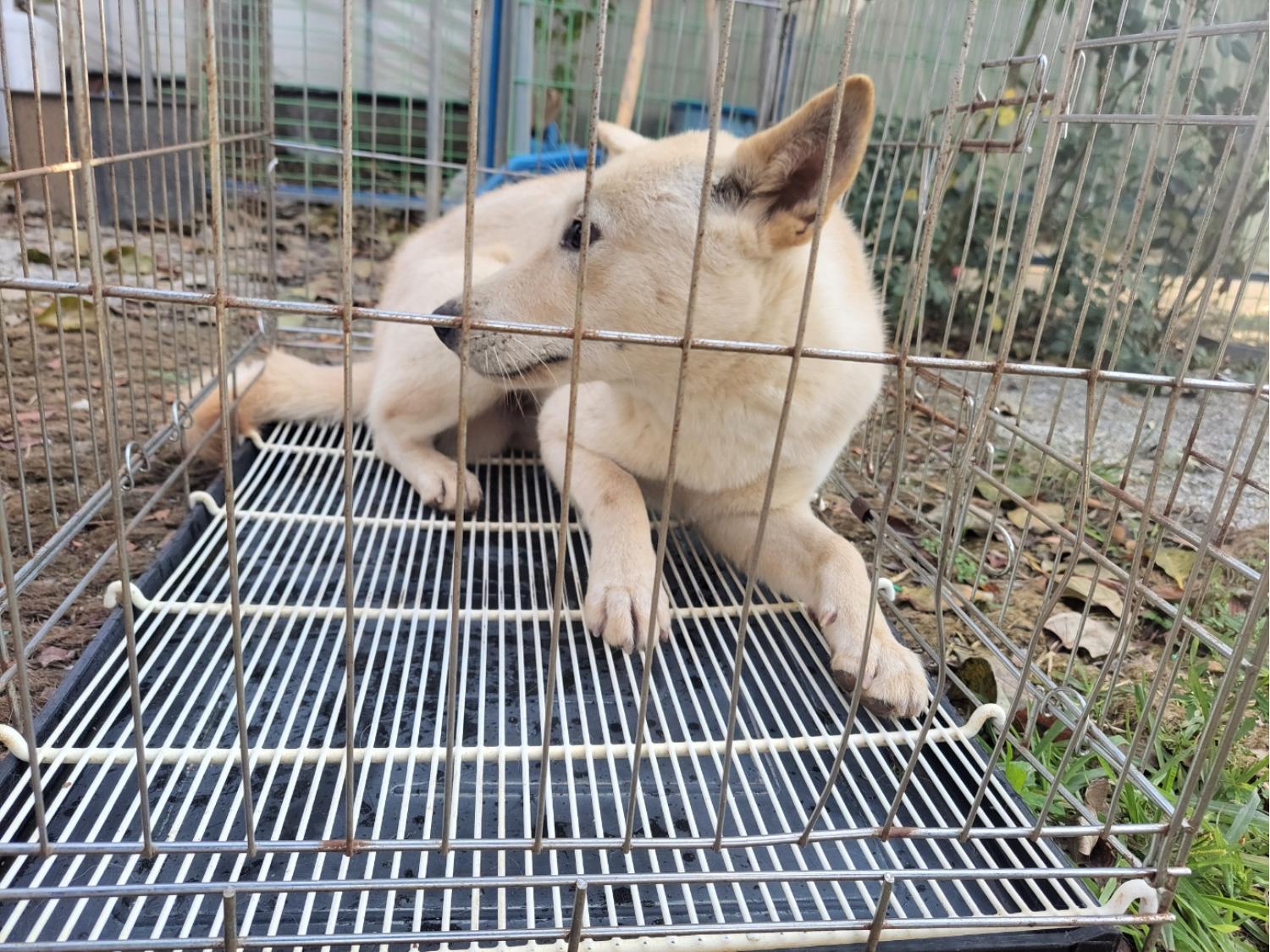 고양시동물보호센터_441394202402429