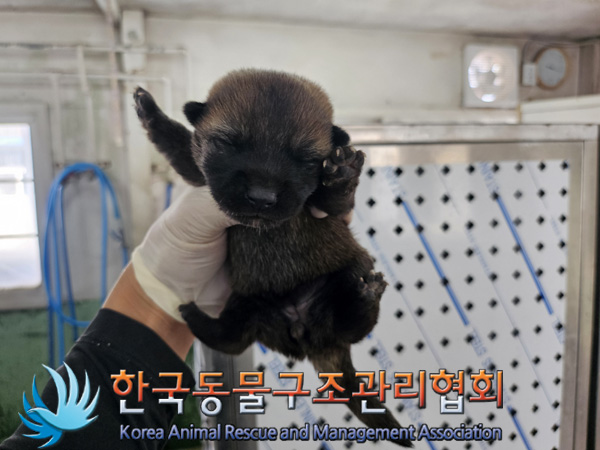 한국동물구조관리협회_441560202401343