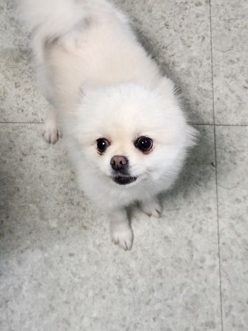 충주시동물보호센터_443439202400737