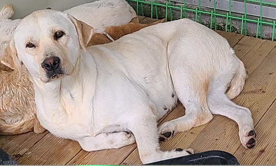 영천유기동물보호센터_447510202400804