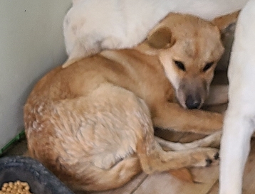 영천유기동물보호센터_447510202400806