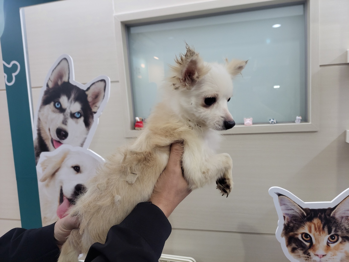 고양시동물보호센터_441394202402430