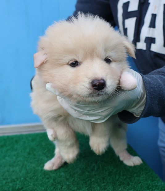제주 동물보호센터_450650202403268
