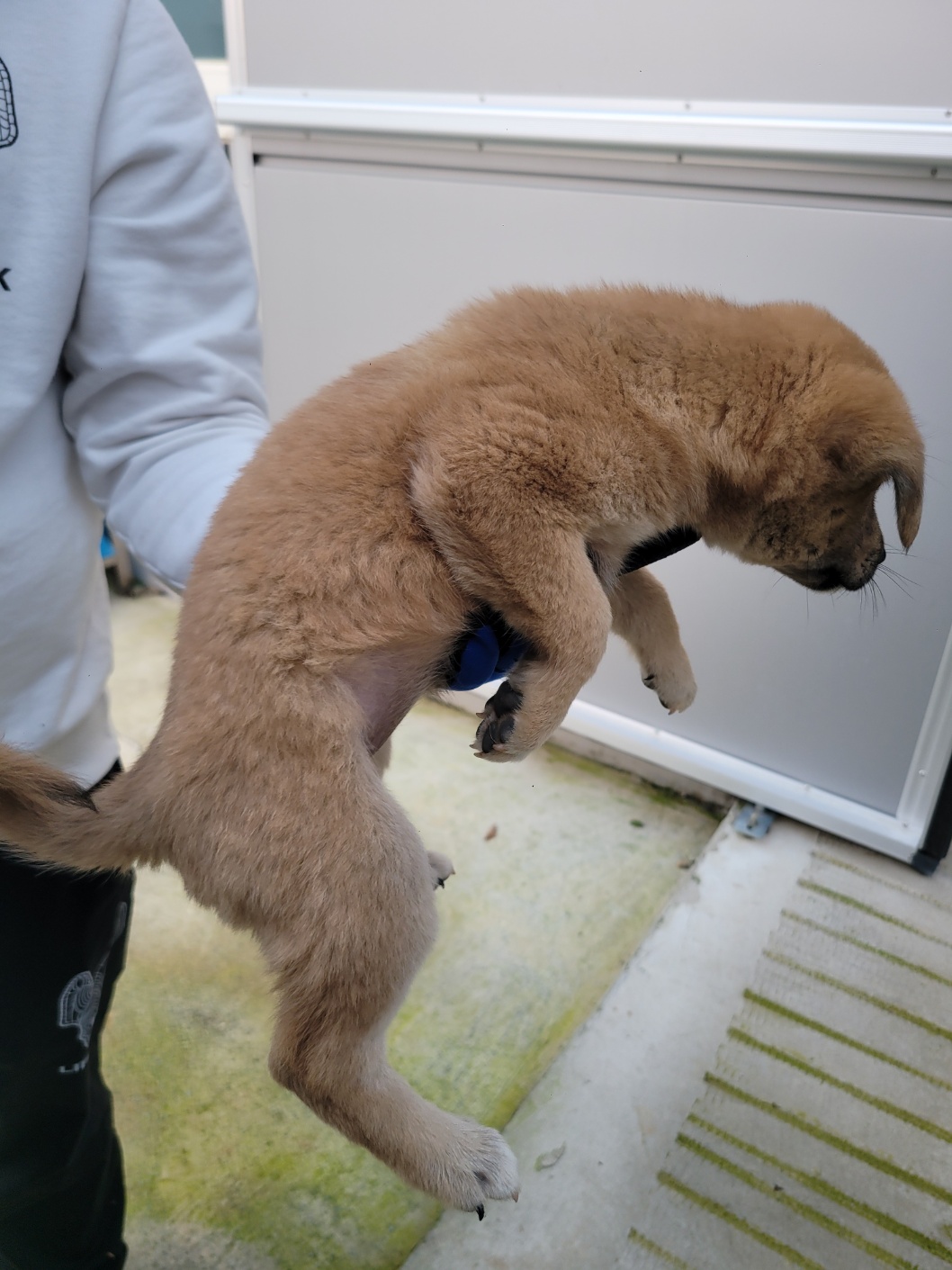 유기동물임시보호센터_446499202400268