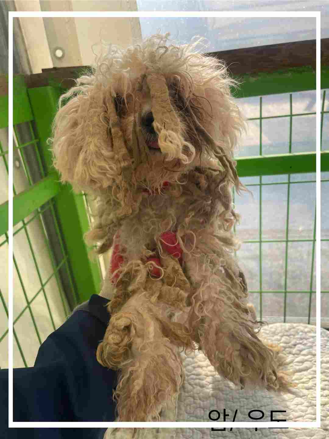 군산유기동물보호센터_445467202402284