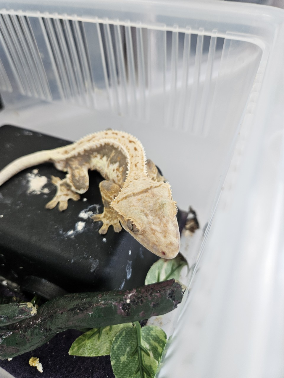 아산동물복지지원센터_444452202402333