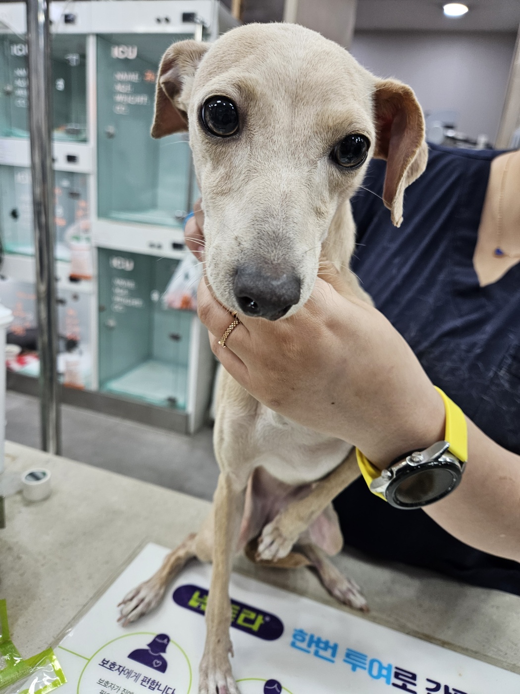 24시아이동물메디컬_441386202401696