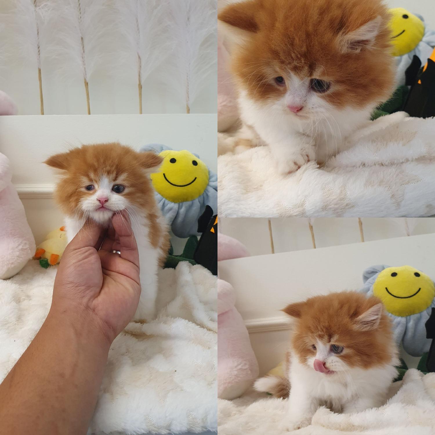 경주동물사랑보호센터_447505202401275
