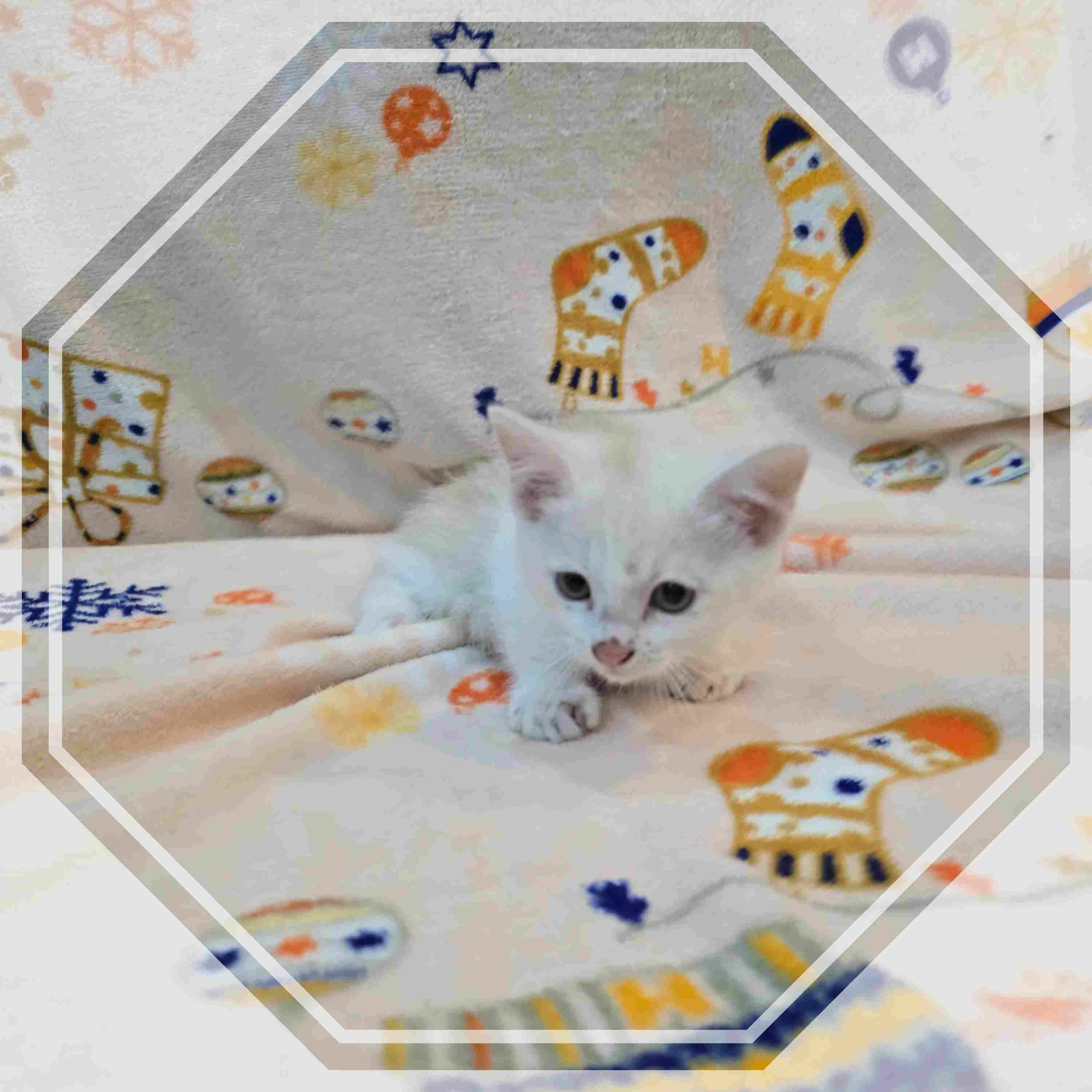 군산유기동물보호센터_445467202402292