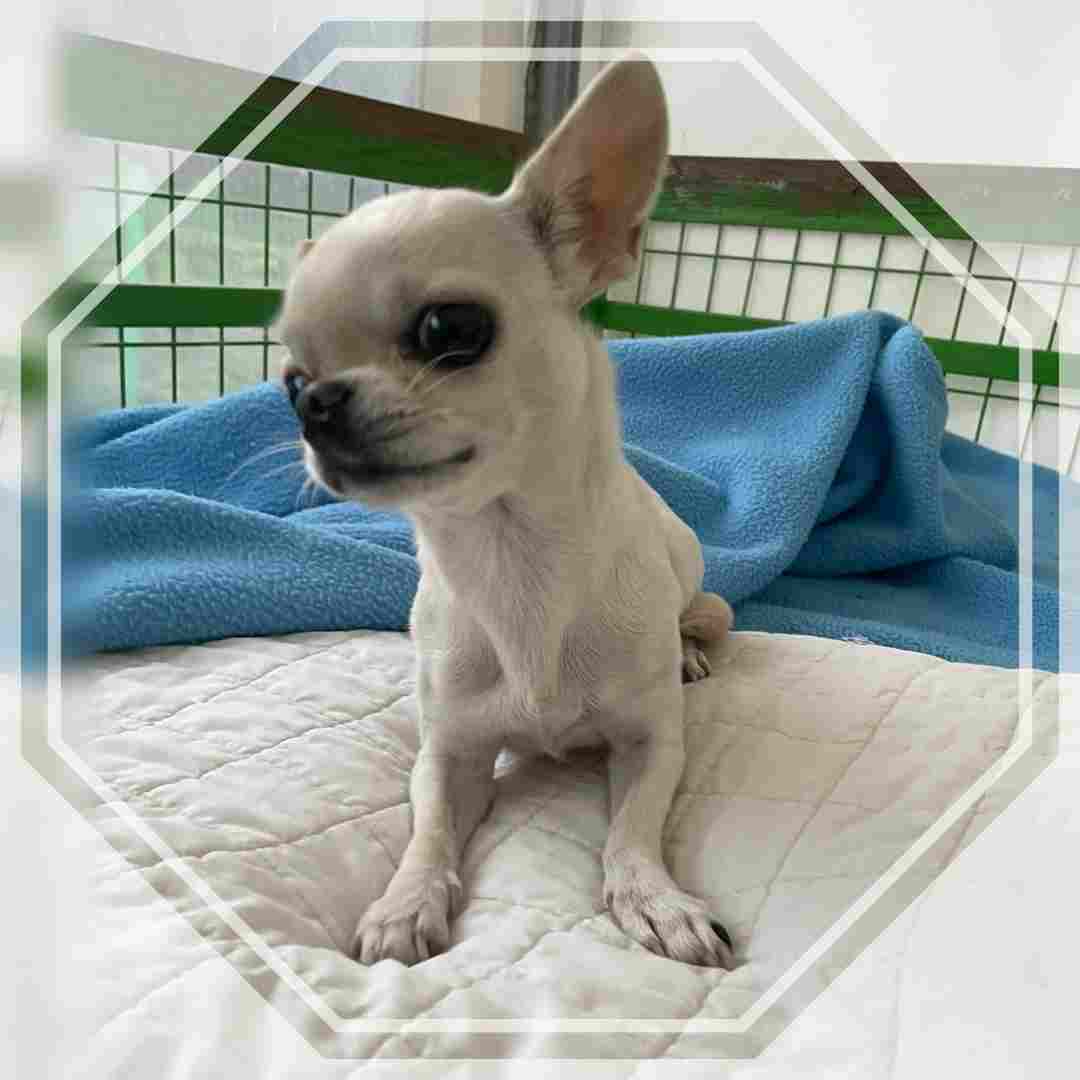 군산유기동물보호센터_445467202402291