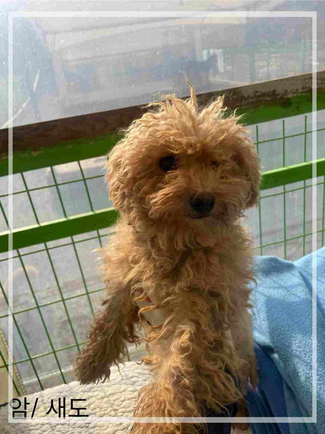 군산유기동물보호센터_445467202402286
