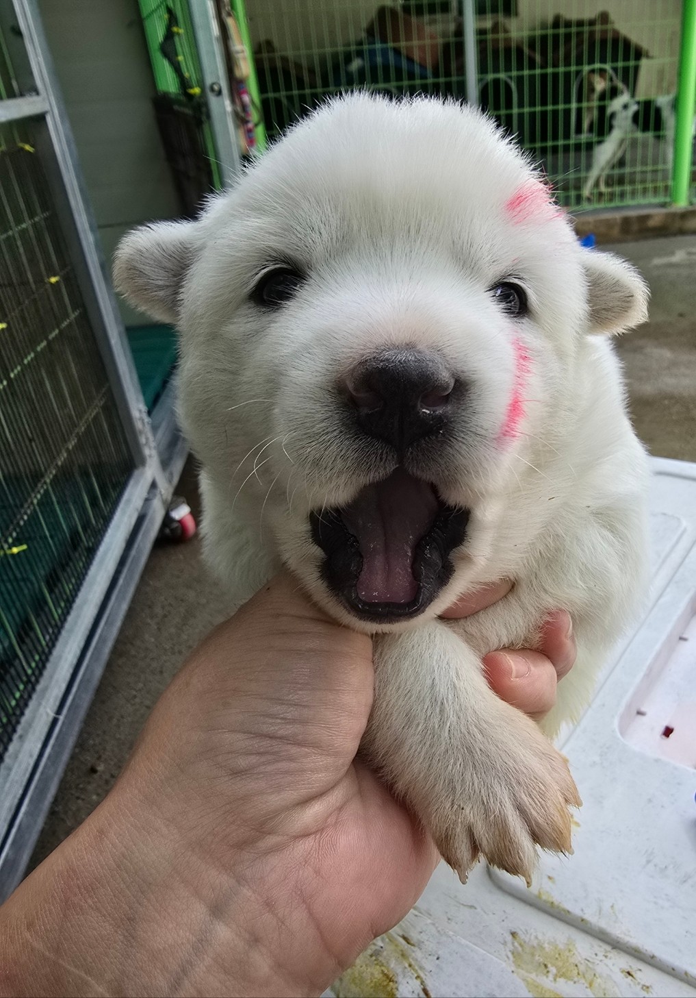 밀양시 동물보호센터_448536202401529