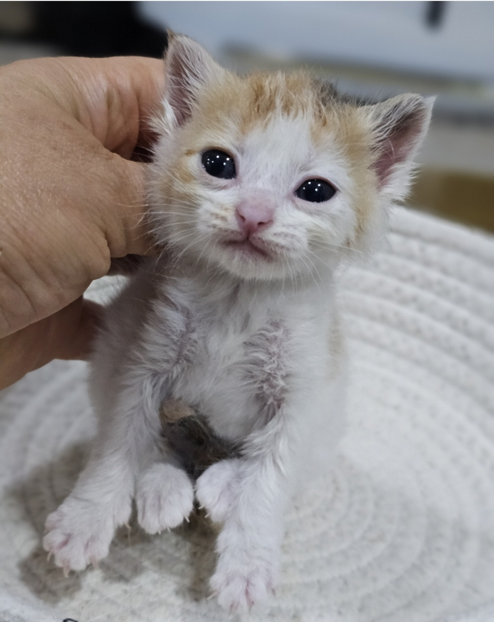 보령길고양이보호협회_444451202401227