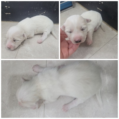 논산시 동물보호센터_444454202401076