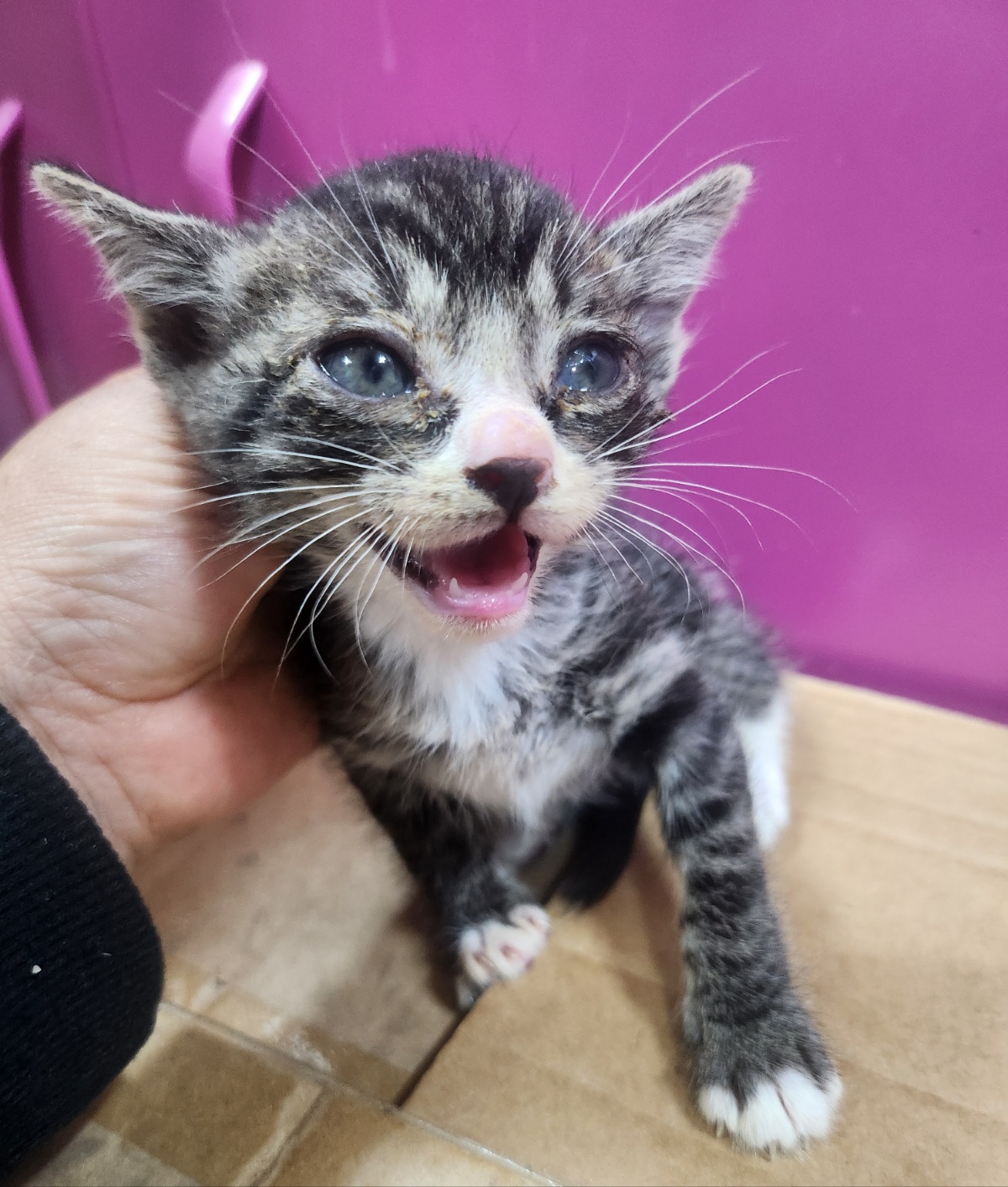 울산유기동물보호센터_431372202400629