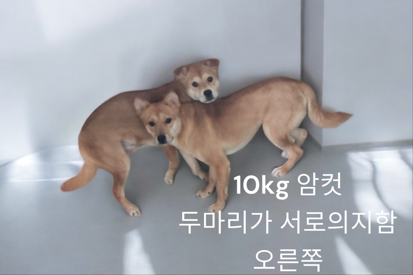 성주유기동물보호센터_447521202400516
